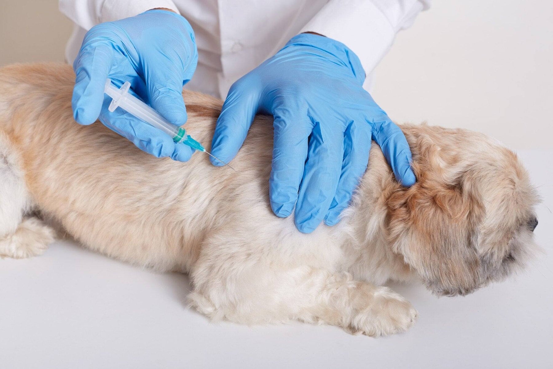Choosing the Perfect Veterinary Gloves at Vizocare - VizoCare