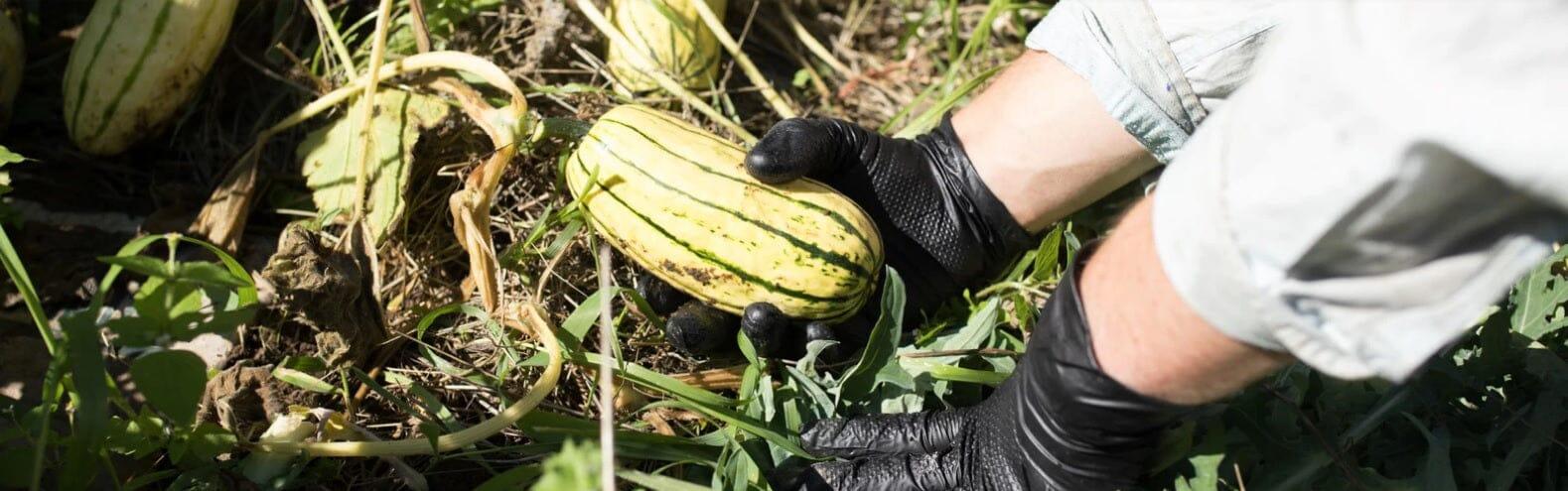 Enhancing Farming Practices with Disposable Gloves
