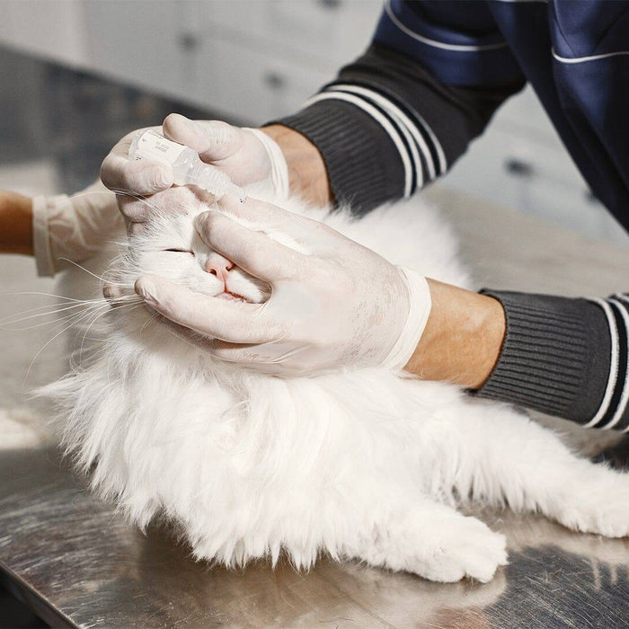 Choosing the Right Gloves for Veterinary Practice