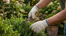 Person trimming a bush with gardening shears in a garden setting